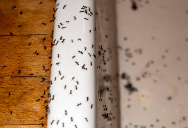 Trusted Cape St Claire, MD Pest Control Experts